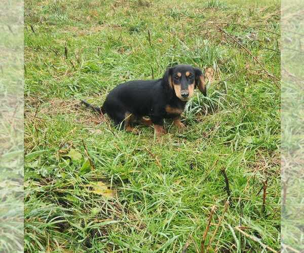 Medium Photo #3 Dachshund Puppy For Sale in TROY, PA, USA