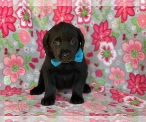 Golden Retriever-Rottweiler Mix Puppy for sale in LANCASTER, PA, USA