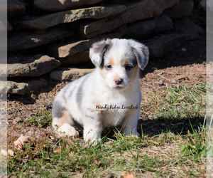 Welsh Cardigan Corgi Puppy for sale in VINCENT, OH, USA