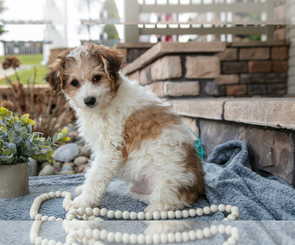 Medium Photo #3 Bichpoo Puppy For Sale in MILLERSBURG, OH, USA