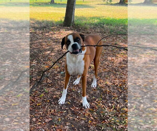 Medium Photo #3 Boxer Puppy For Sale in Austin, TX, USA