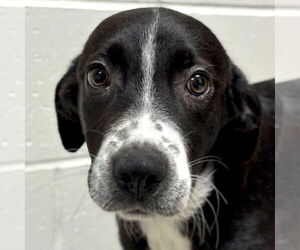 Great Pyrenees-Unknown Mix Dogs for adoption in Jefferson, WI, USA