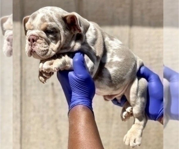 Medium Photo #1 English Bulldog Puppy For Sale in JACKSONVILLE, FL, USA