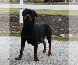 Mother of the Rottweiler puppies born on 12/10/2023