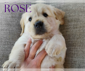 Golden Retriever Puppy for sale in ARIZONA CITY, AZ, USA