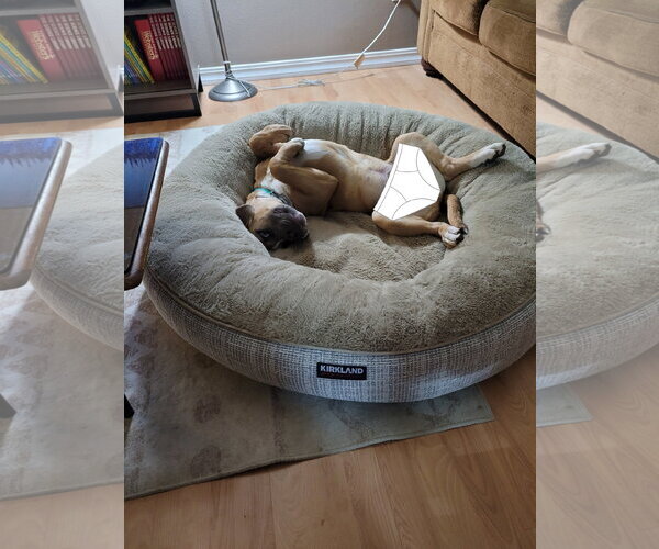 Medium Photo #3 Mutt Puppy For Sale in Sequim, WA, USA