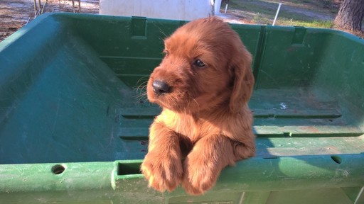 Medium Photo #1 Irish Setter Puppy For Sale in DIBOLL, TX, USA