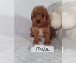 Small #1 Bichpoo