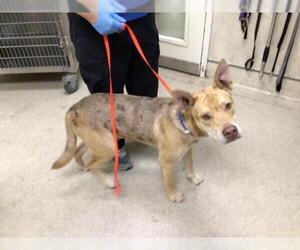 Catahoula Leopard Dog-Unknown Mix Dogs for adoption in Riverside, CA, USA