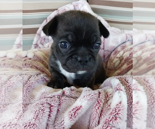 Medium Photo #10 Buggs Puppy For Sale in WEST PLAINS, MO, USA