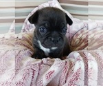 Small Photo #10 Buggs Puppy For Sale in WEST PLAINS, MO, USA