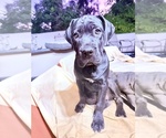 Small #4 Cane Corso