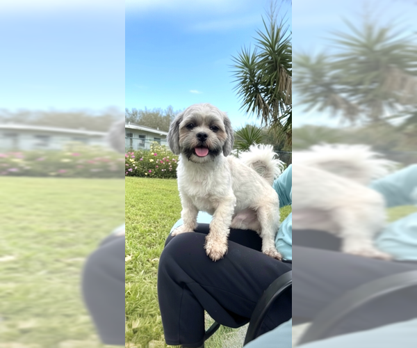 Medium Photo #7 Shih Tzu Puppy For Sale in Weston, FL, USA