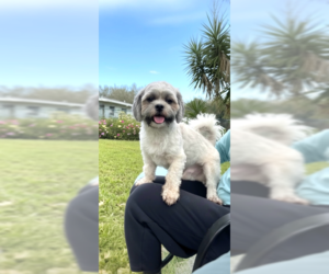 Tyler - Male Shih Tzu Dog for Adoption - Photo #7