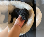 Small Photo #8 Goldendoodle-Poodle (Standard) Mix Puppy For Sale in FOUNTAIN, CO, USA