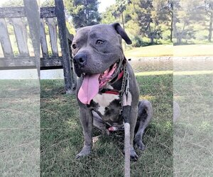 American Pit Bull Terrier-American Staffordshire Terrier Mix Dogs for adoption in San Juan Capistrano, CA, USA
