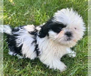 Shih Tzu Puppy for sale in DURHAM, CT, USA