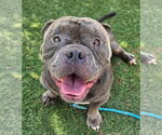 Small #2 Bulldog Mix