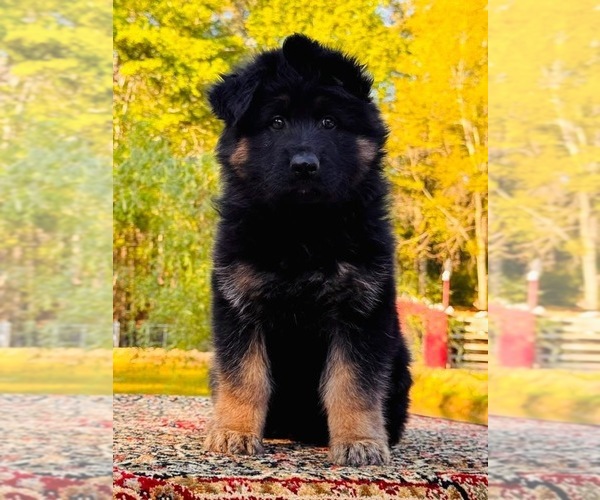 Medium Photo #3 German Shepherd Dog Puppy For Sale in GADSDEN, AL, USA