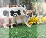 Small #1 Chihuahua