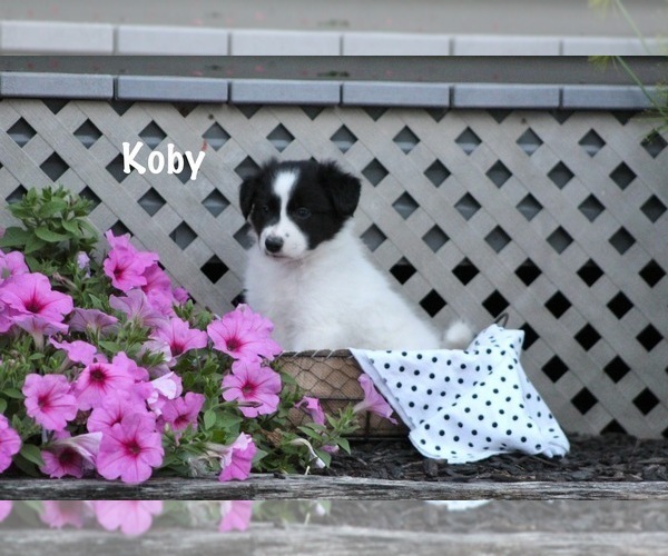 Medium Photo #4 Border Collie Puppy For Sale in BLOOMINGTON, WI, USA