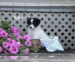 Small Photo #4 Border Collie Puppy For Sale in BLOOMINGTON, WI, USA