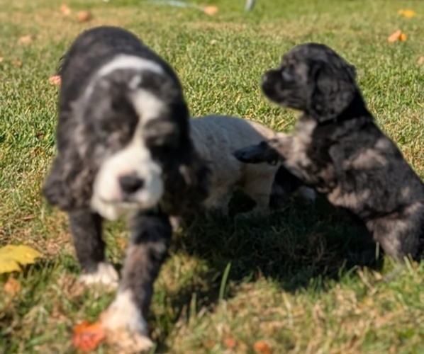 Medium Photo #11 Cocker Spaniel Puppy For Sale in GOSHEN, IN, USA