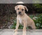 Puppy 5 Labradoodle-Puggle Mix