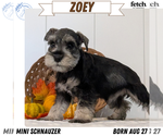Puppy Zoey Schnauzer (Miniature)