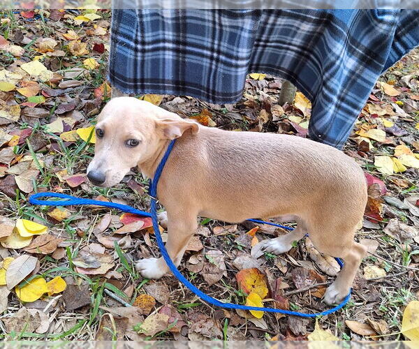 Medium Photo #3 Chiweenie Puppy For Sale in Missouri City, TX, USA
