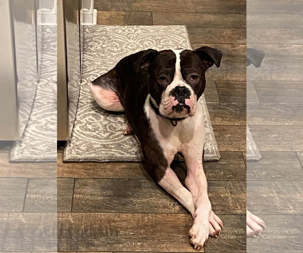 Medium Photo #14 Boxer Puppy For Sale in Burnsville, MN, USA