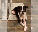 Small #13 Boxer
