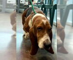 Small #1 Basset Hound