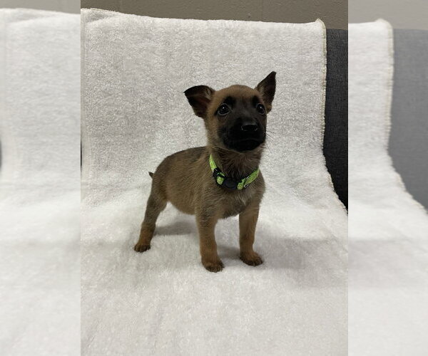 Medium Photo #3 Mutt Puppy For Sale in Imlay City, MI, USA
