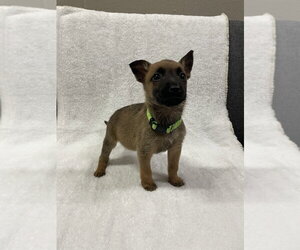 Hallowed Harvest - Mystic - Located in Florida - Female Mutt Dog for Adoption - Photo #3