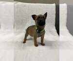 Small Photo #3 Mutt Puppy For Sale in Imlay City, MI, USA