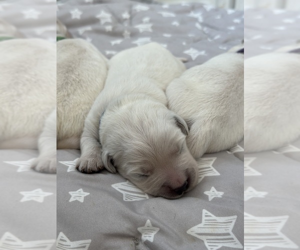 Medium Photo #6 English Cream Golden Retriever Puppy For Sale in ORLAND, CA, USA
