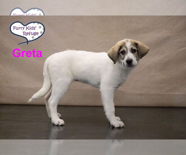 Medium Photo #3 Anatolian Pyrenees Puppy For Sale in Lee's Summit, MO, USA