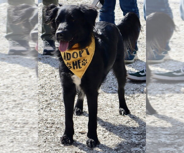 Medium Photo #20 Mutt Puppy For Sale in Oak Bluffs, MA, USA