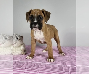 Alapaha Blue Blood Bulldog Puppy for sale in FRANKLIN, IN, USA