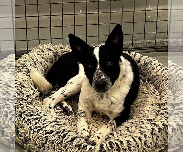 Medium Photo #1 Mutt Puppy For Sale in Chico, CA, USA