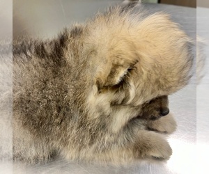 Pomeranian Puppy for sale in LISLE, IL, USA