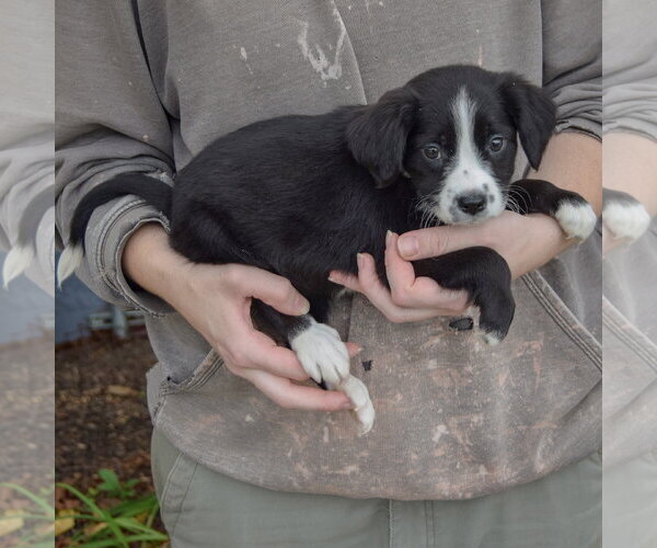 Medium Photo #2 Mutt Puppy For Sale in Huntley, IL, USA