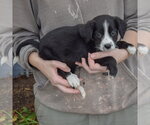 Small #1 Mutt