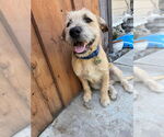 Small #3 Cairn Terrier Mix