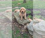Small Photo #7 Golden Retriever Puppy For Sale in MILLERSBURG, OH, USA