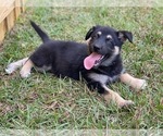Puppy 6 German Shepherd Dog-Siberian Husky Mix