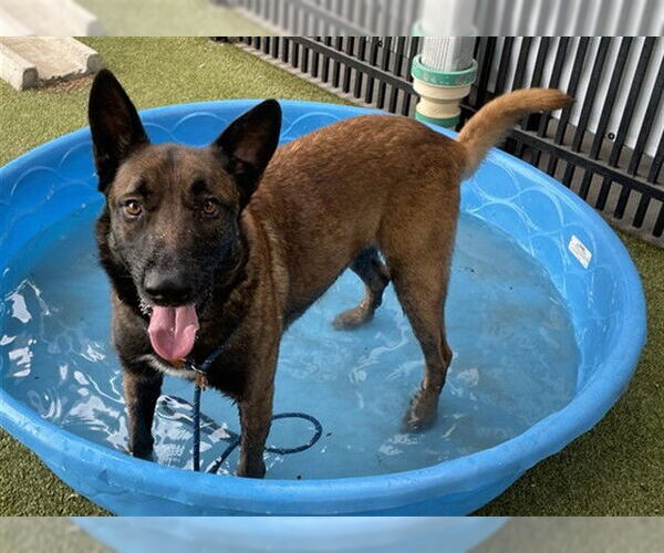 Medium Photo #1 German Shepherd Dog-Unknown Mix Puppy For Sale in Waco, TX, USA