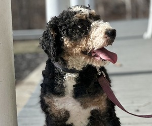 Father of the Bernedoodle puppies born on 07/31/2023
