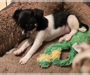 Chihuahua Puppy for sale in SPRINGFIELD, OH, USA